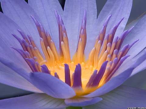 light in lotus