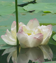 lotus unfolding