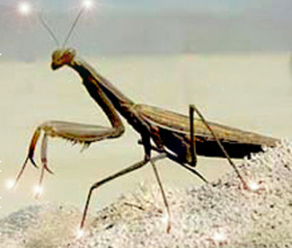 THE SYNCHRONISTIC INSECT