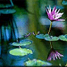 beautiful lily pad pond