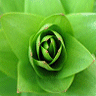 11 - 101281 - green rose - 
