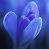 13 - 101284 - periwinkle blue flower - 