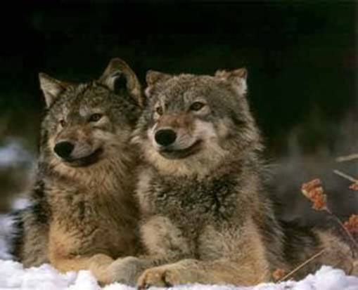 1 - 101416 - Two wolves - 